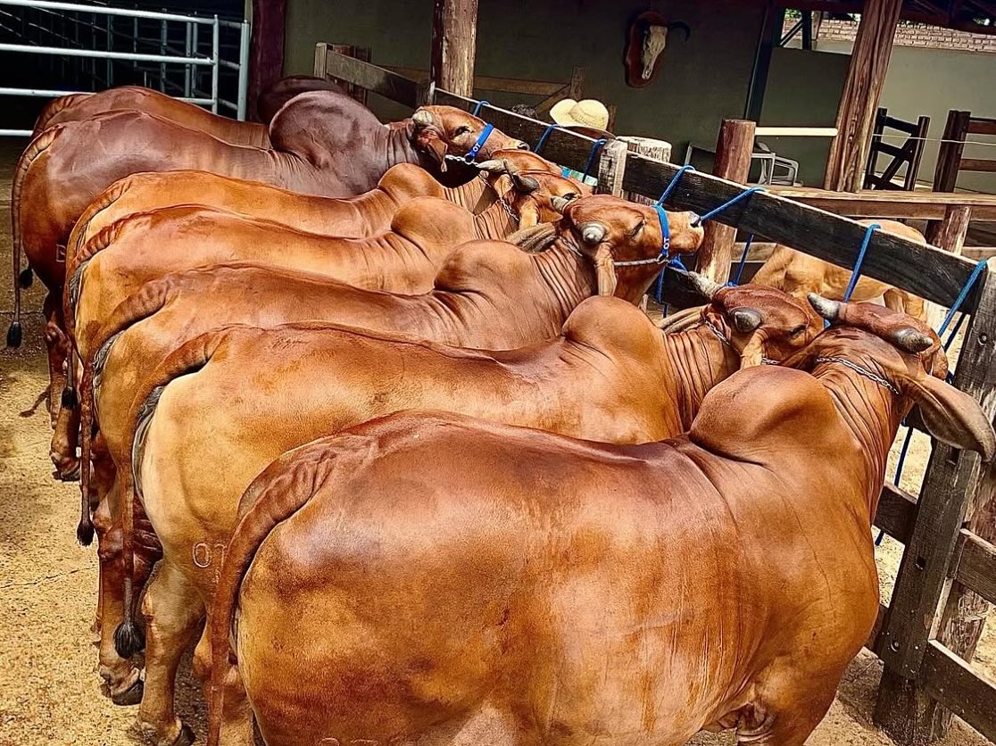 animais da raca sindi - criatorio sindi ot