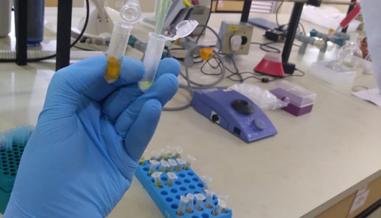 Novo método detecta resíduos de pesticidas no pólen de laranjeira com precisão e menor custo