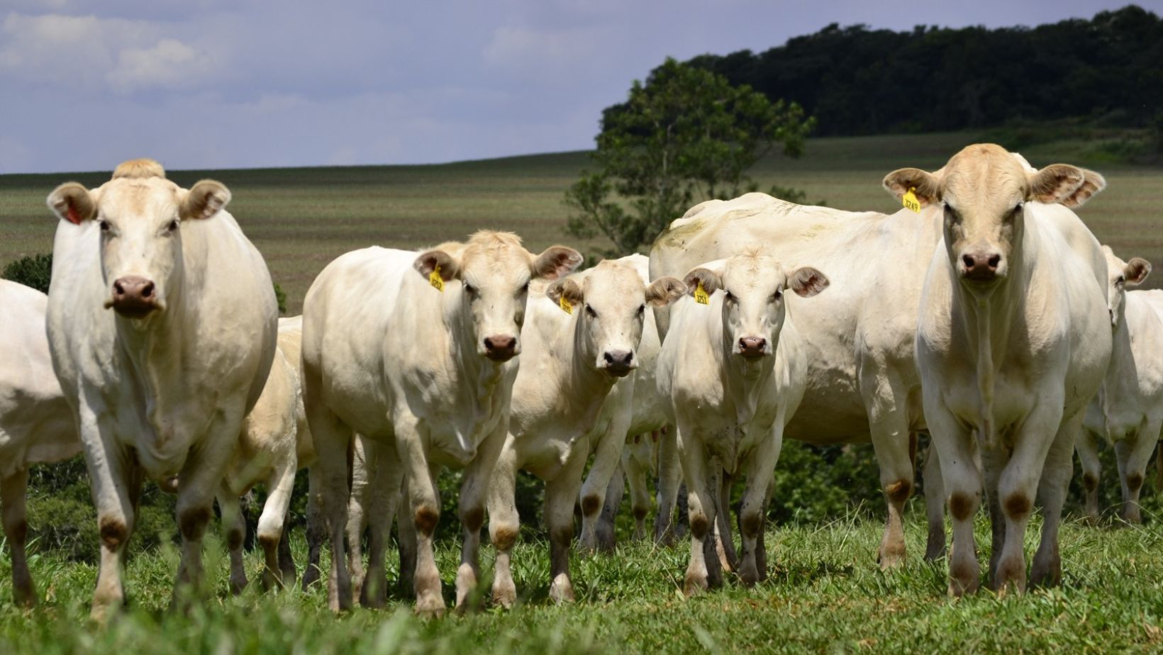 canchim appgo - cerrado - wendy peeters