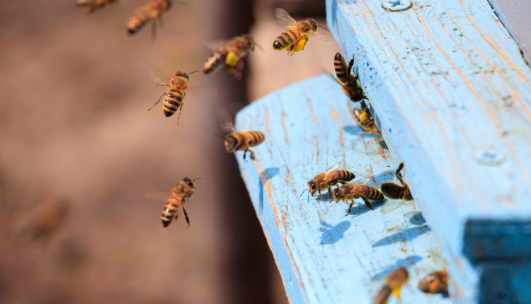 Colmeia Viva® aposta na educação para proteger abelhas e fortalecer agricultura nacional