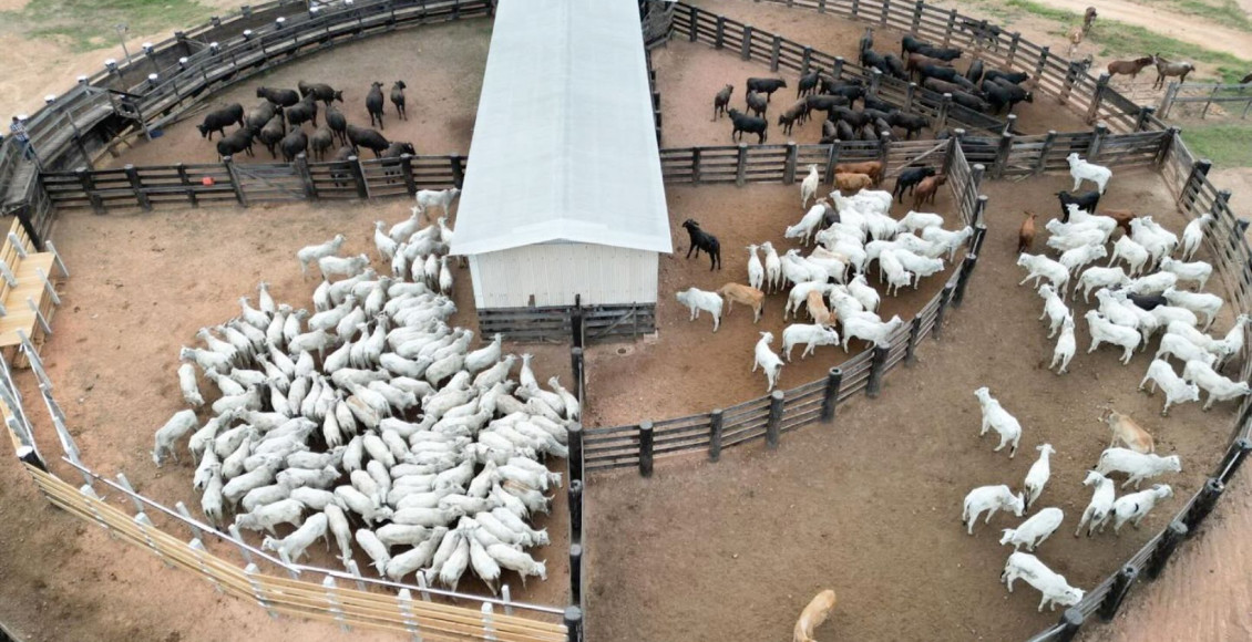 desmama de vacas nelore - bezerro angus x nelore - cruzamento industrial - curral fotao