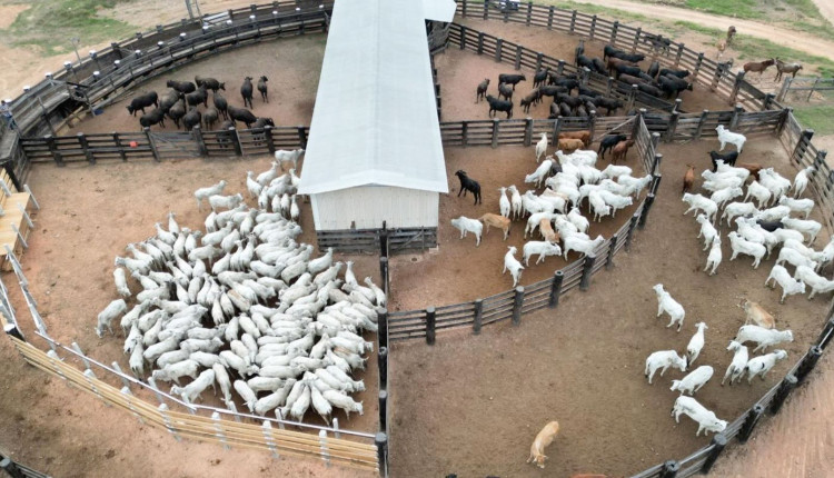 desmama de vacas nelore - bezerro angus x nelore - cruzamento industrial - curral fotao