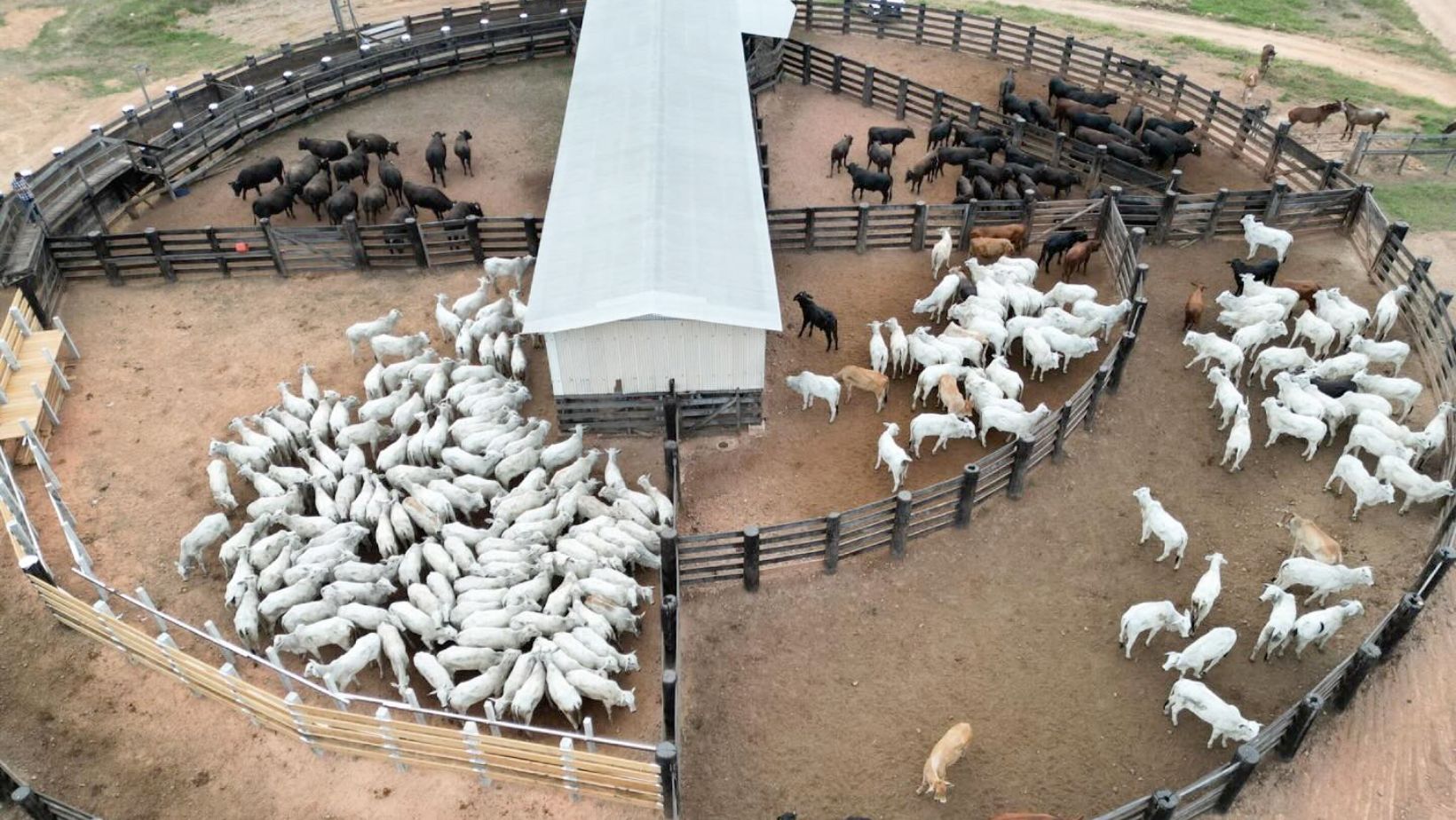 desmama de vacas nelore - bezerro angus x nelore - cruzamento industrial - curral fotao