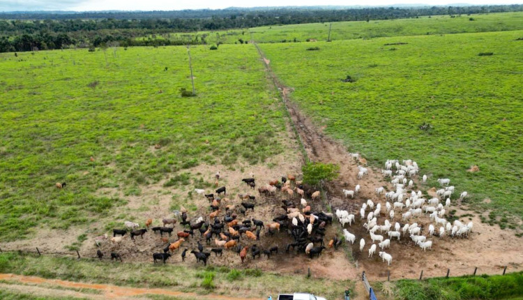 desmama de vacas nelore - bezerro angus x nelore - cruzamento industrial - desmama lado a lado fotao