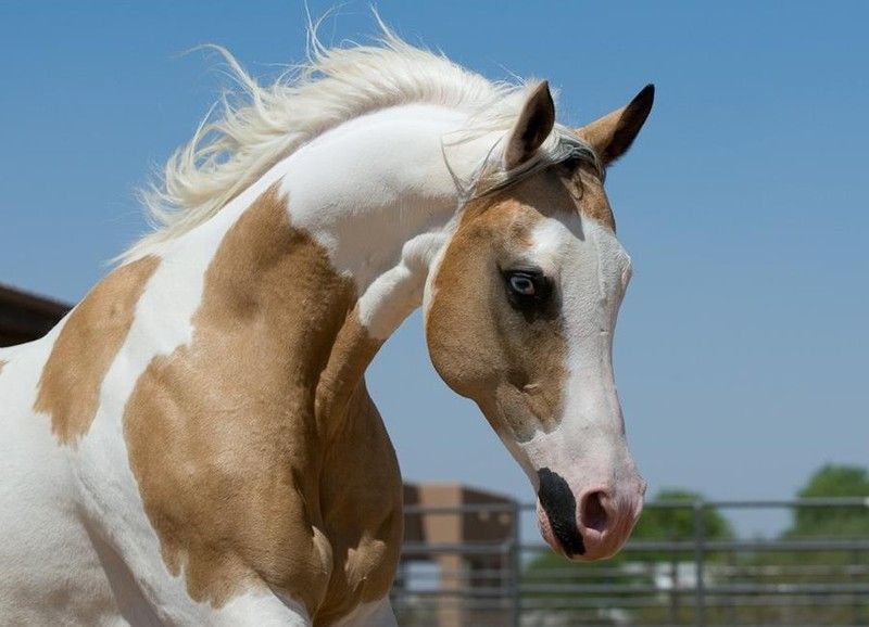 Descubra o Cavalo Pintabiano, raça rara com mais de 99% de sangue árabe e pelagem tobiana única, símbolo de beleza e exclusividade equestre.