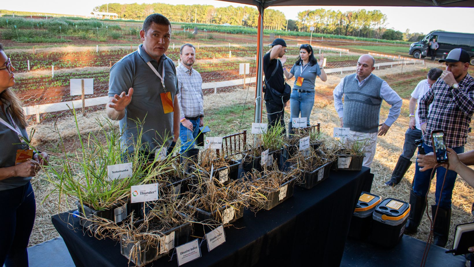experimento do herbicida Thunder contra o pe de galinha - UPL