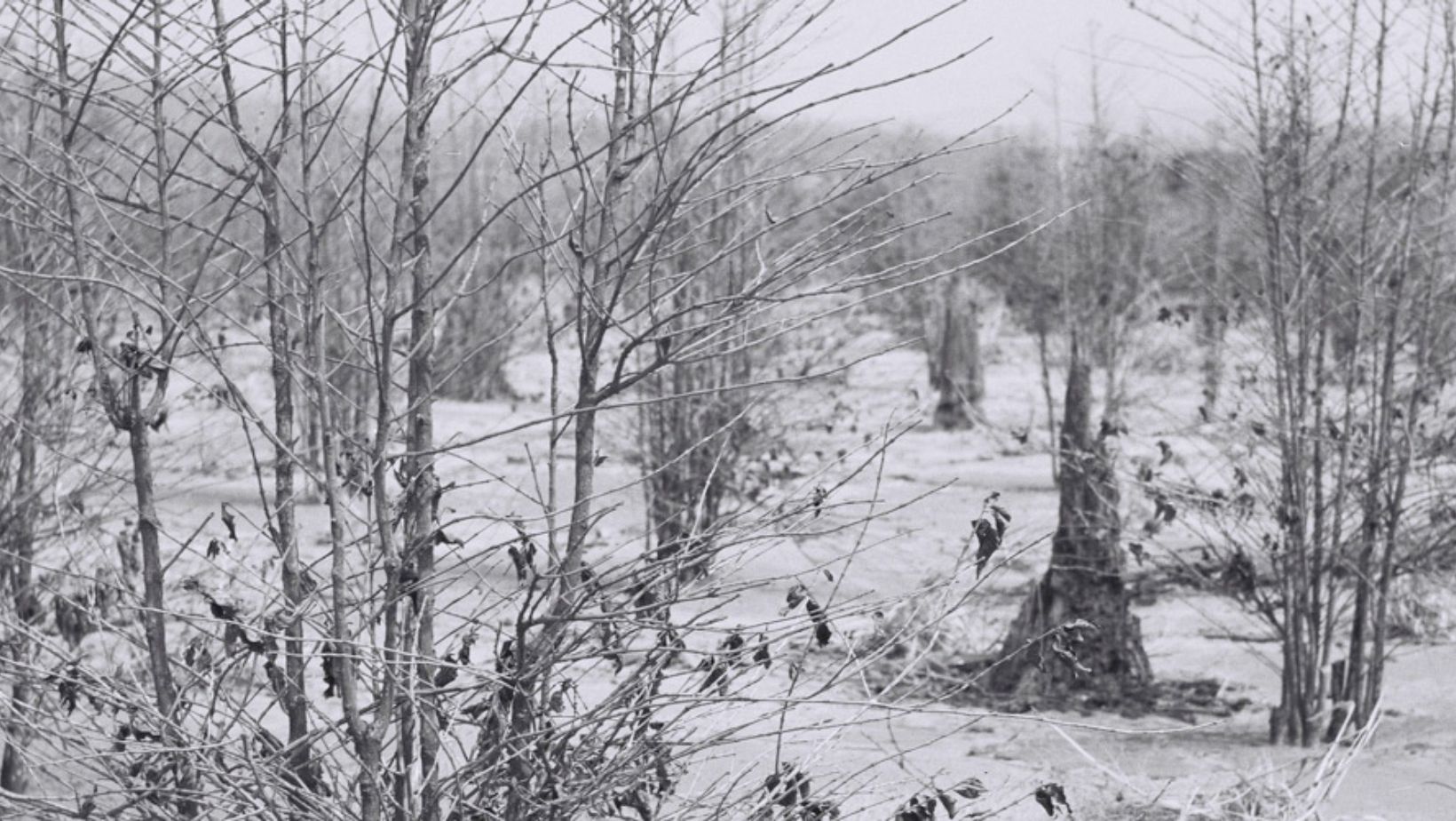 geada negra no parana - cafe