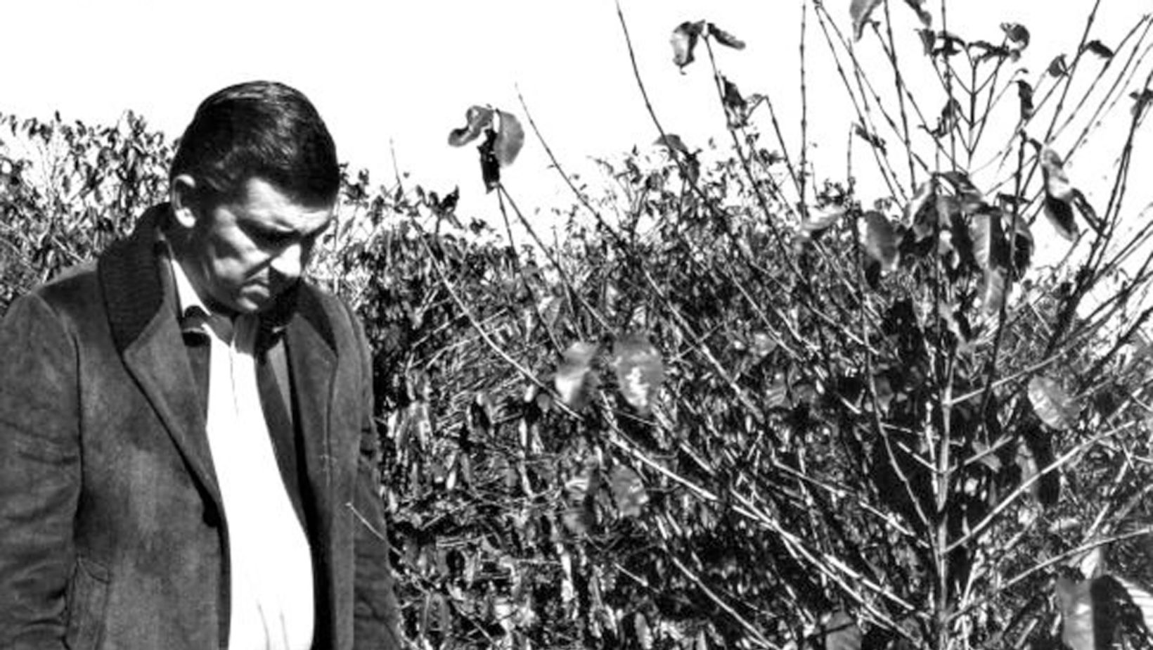 geada negra no parana