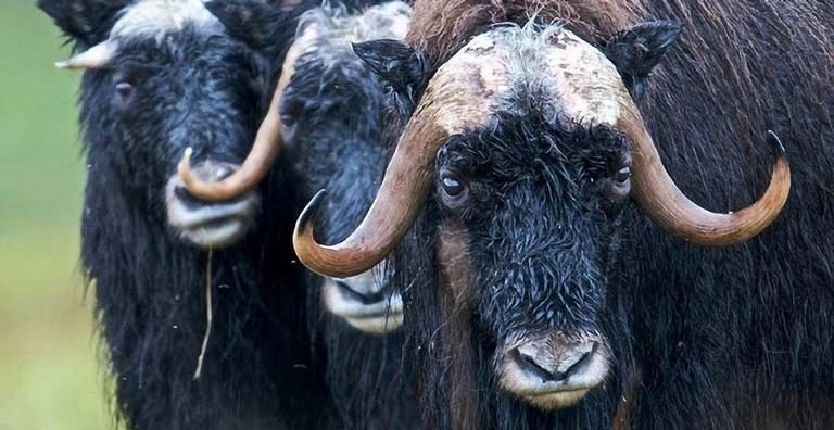 Boi-almiscarado: Conheça o gigante do Ártico