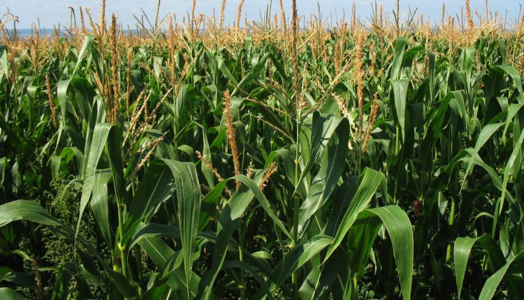 Surto de pragas no Cerrado desafia os produtores de soja e milho