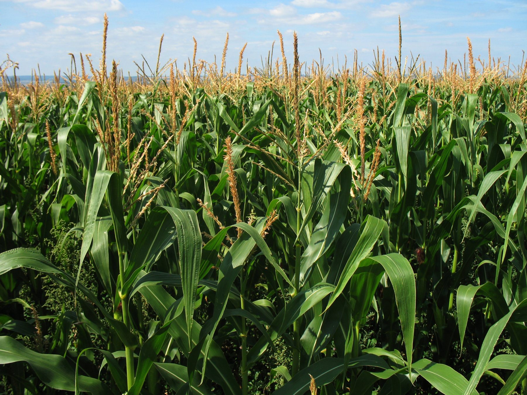 Surto de pragas no Cerrado desafia os produtores de soja e milho