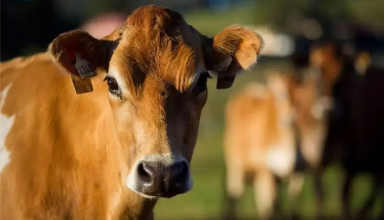 Certificação A2A2 Jersey Brasil: A Mais Completa, Acessível e Aberta a Todas as Raças Leiteiras e Laticínios