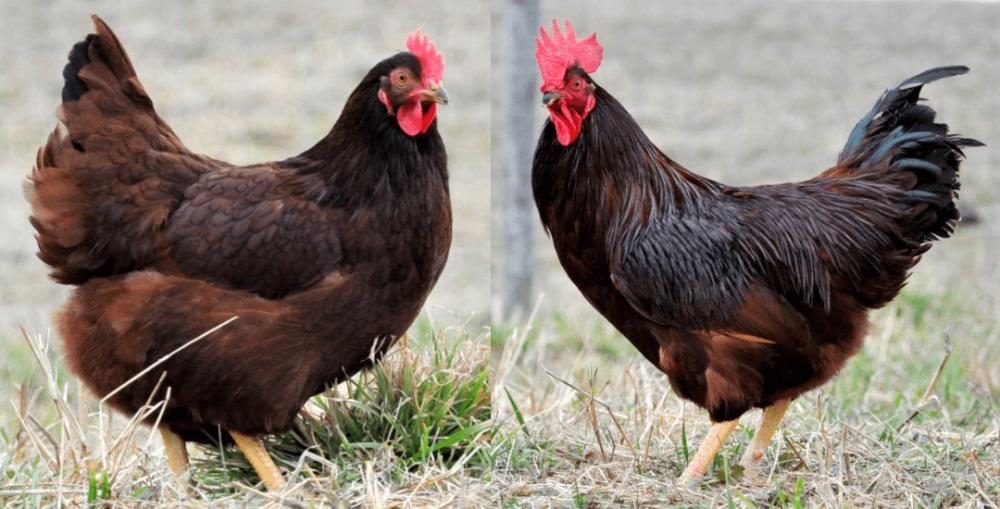 Conheça as raças de galinha de dupla aptidão para sistema caipira