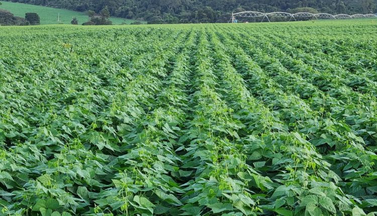 Manejo integrado do cultivo de feijão com biológicos produz 2 sacas a mais por hectare
