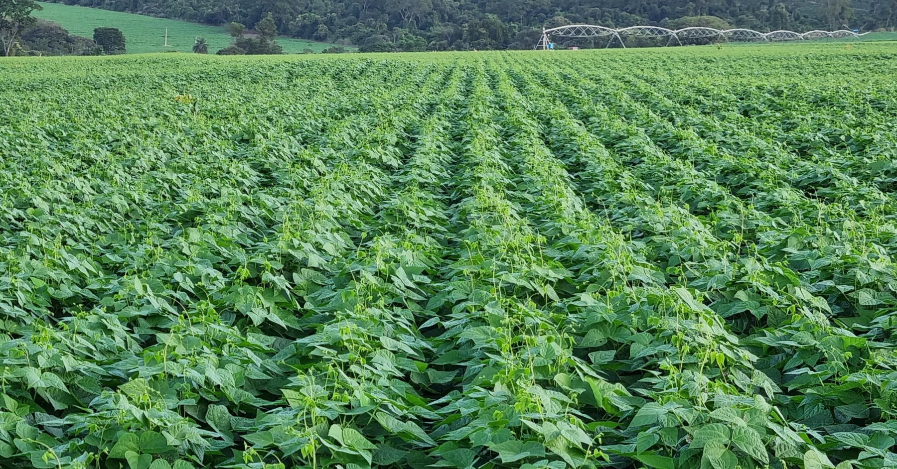 Manejo integrado do cultivo de feijão com biológicos produz 2 sacas a mais por hectare