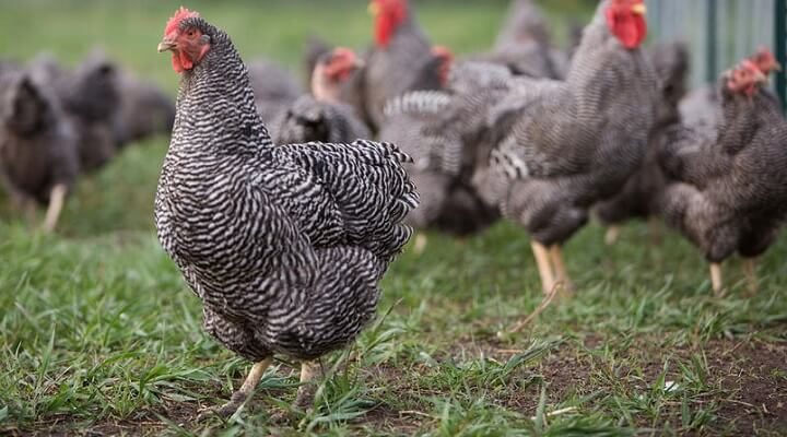 Conheça as raças de galinha de dupla aptidão para sistema caipira