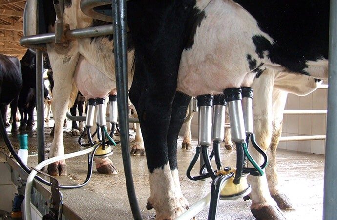 Passo a passo para garantir uma limpeza eficiente da ordenha mecanica