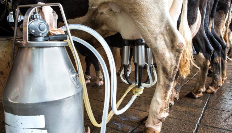 Passo a passo para garantir uma limpeza eficiente da ordenha mecanica
