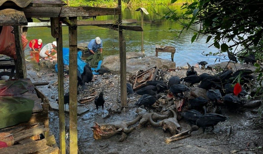 Fiscalização apreende 1,5 tonelada de carne clandestina na BahiaFiscalização apreende 1,5 tonelada de carne clandestina na Bahia