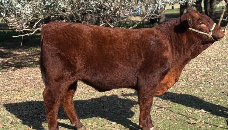 Raça Devon estreia na maior feira agropecuária da Argentina