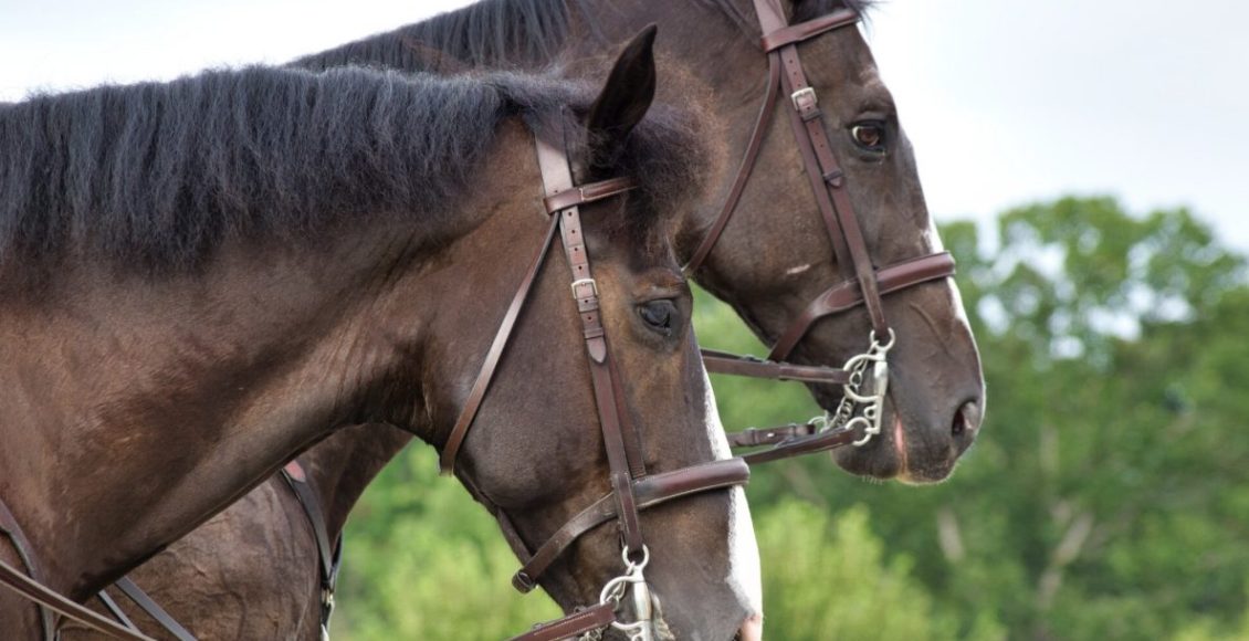 Tragédia nos haras: mortes de cavalos por ração contaminada acendem alerta sobre segurança alimentar animal