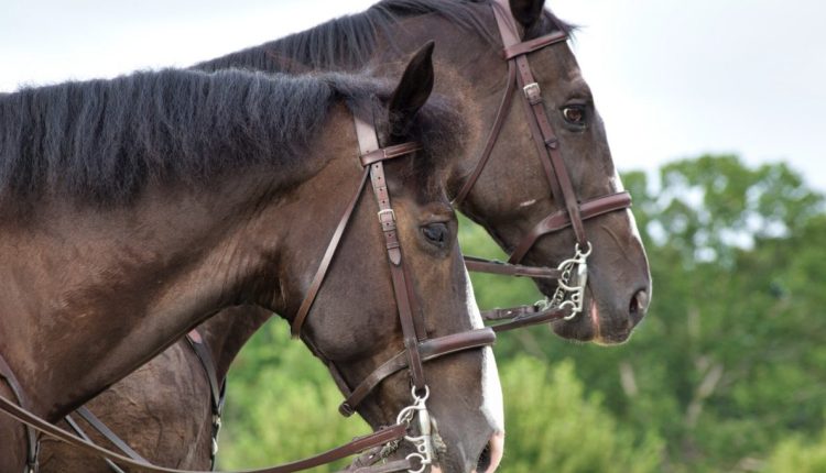 Tragédia nos haras: mortes de cavalos por ração contaminada acendem alerta sobre segurança alimentar animal