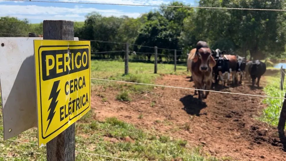Mitos e verdades sobre a cerca elétrica utilizada no campo proteção