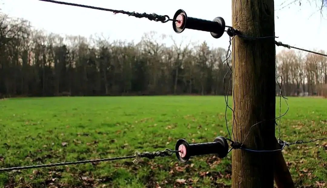 Mitos e verdades sobre a cerca elétrica utilizada no campo