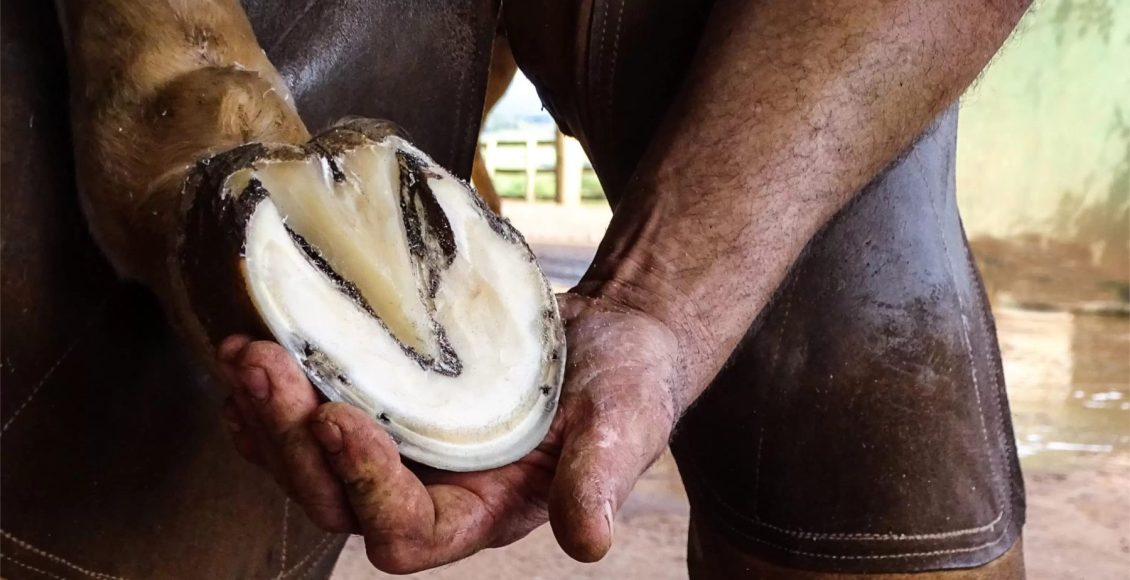Por que os cavalos devem ser casqueados
