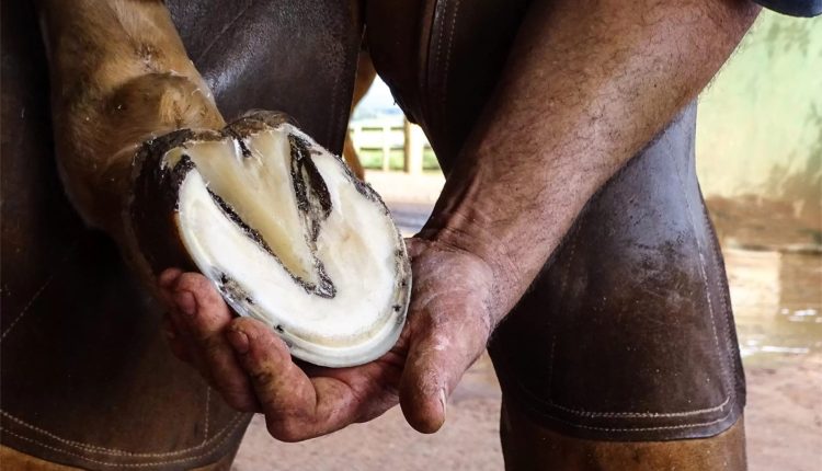 Por que os cavalos devem ser casqueados
