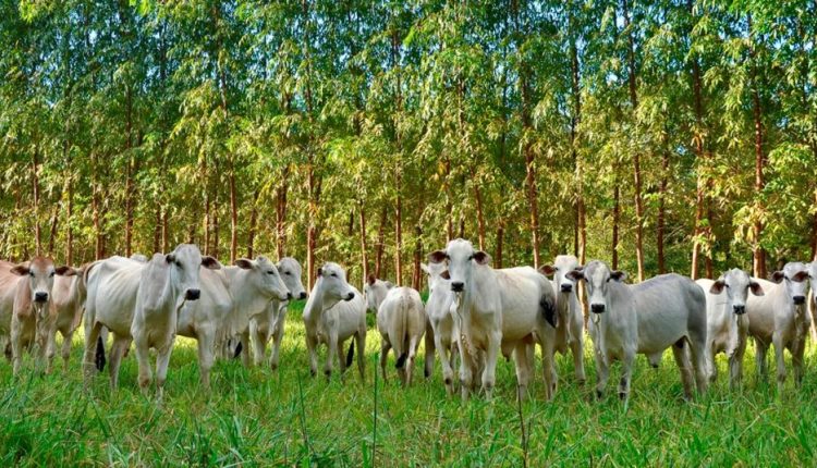 ILP, ILPF e IPF: o que são as siglas que revolucionaram a pecuária brasileira?