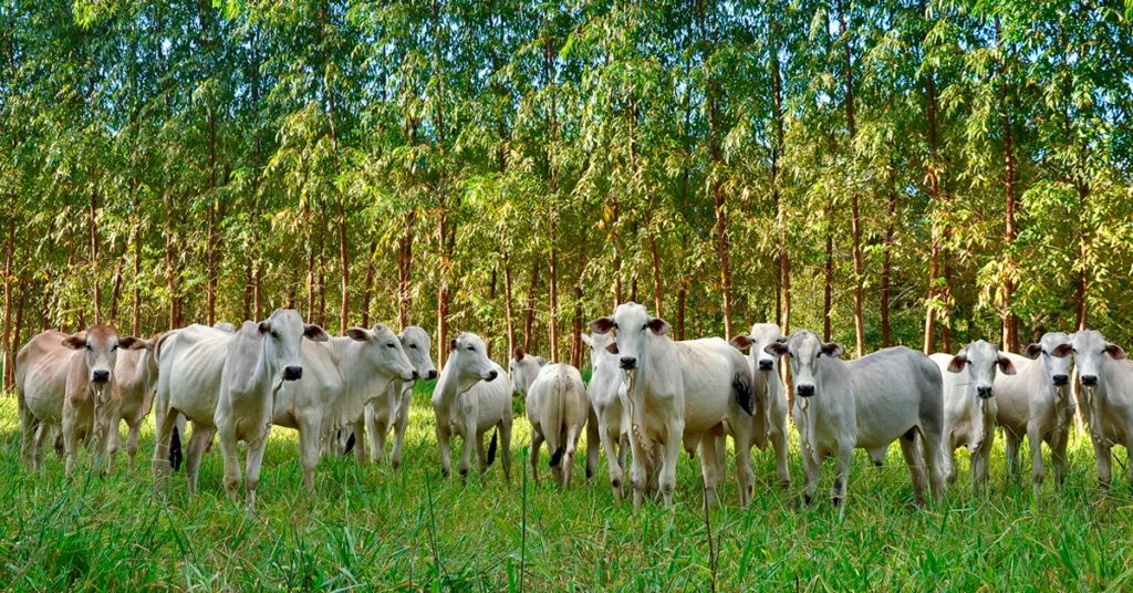 ILP, ILPF e IPF: o que são as siglas que revolucionaram a pecuária brasileira?