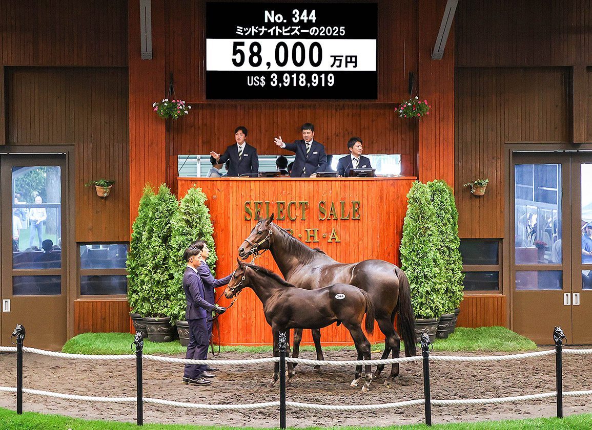 Potro é vendido por quase R$ 22 milhões e bate recorde histórico da raça