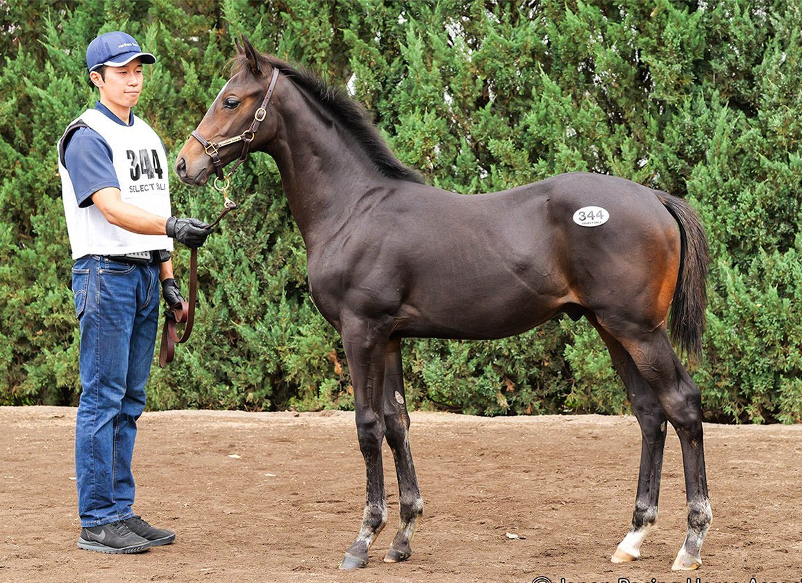 Potro é vendido por quase R$ 22 milhões