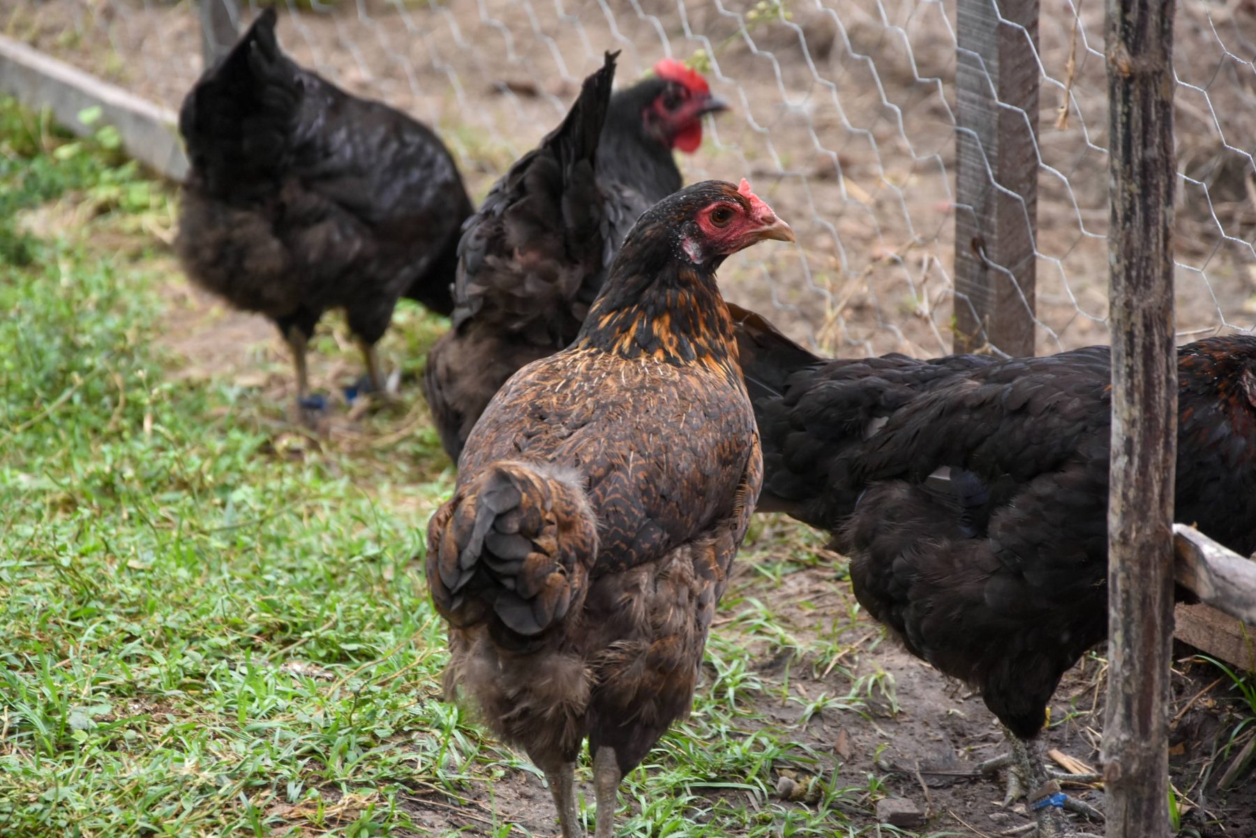 Conheça as raças de galinha de dupla aptidão para sistema caipira