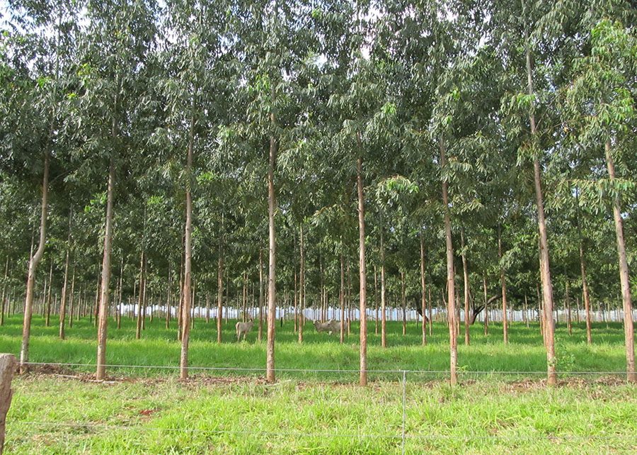 Ferramenta auxilia na gestão em sistemas de Integração Lavoura-Pecuária-Floresta