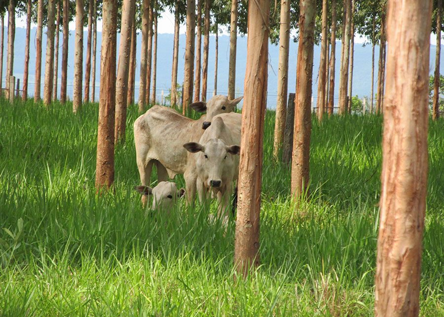 Ferramenta auxilia na gestão em sistemas de Integração Lavoura-Pecuária-Floresta