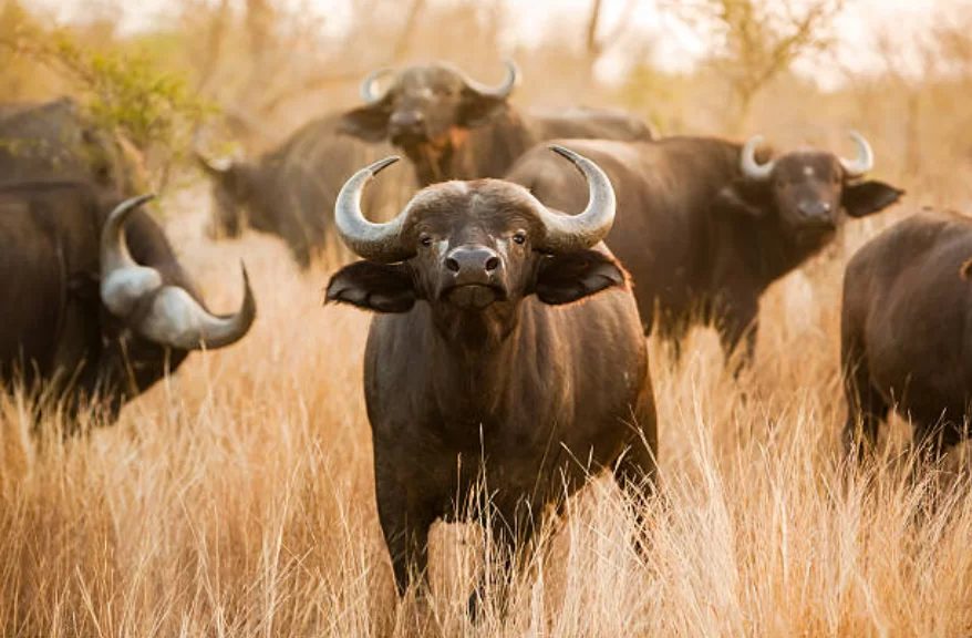 As 5 melhores raças de búfalos para criar: Leite, carne e dupla aptidão