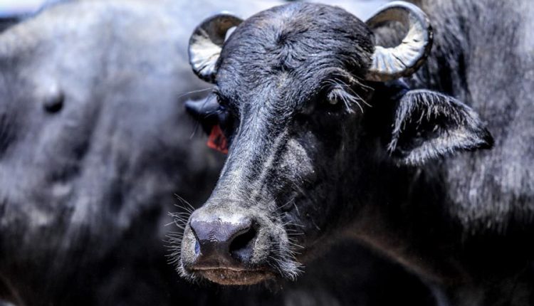 As 5 melhores raças de búfalos para criar: Leite, carne e dupla aptidão