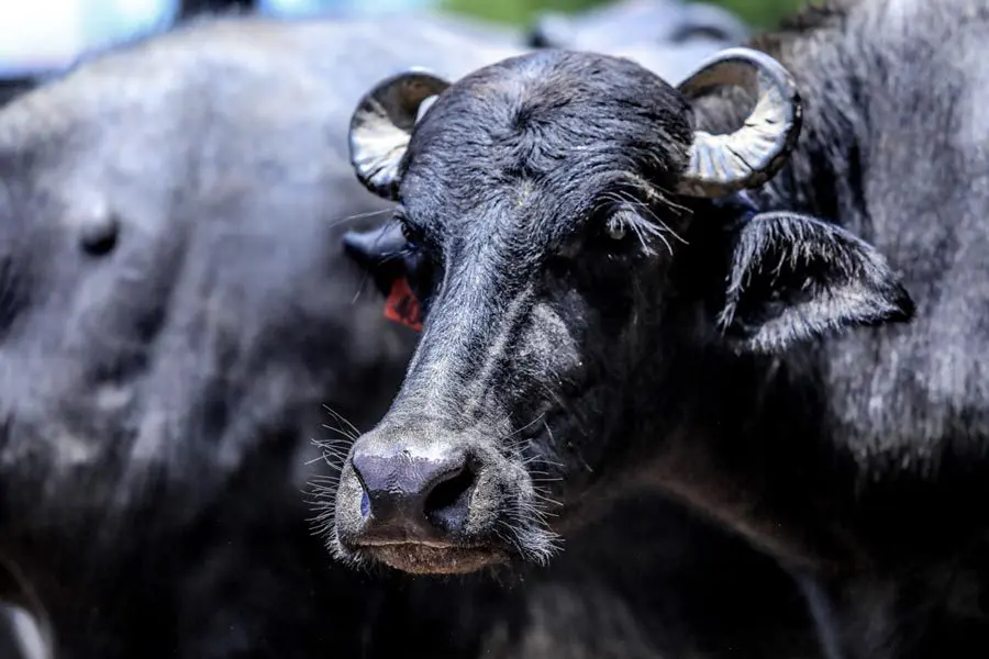 As 5 melhores raças de búfalos para criar: Leite, carne e dupla aptidão