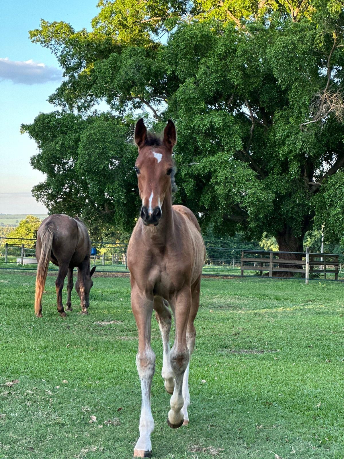 Primeiro clone registrado da raça BH no Brasil tem 8 meses e já vale Meio Milhão de Reais