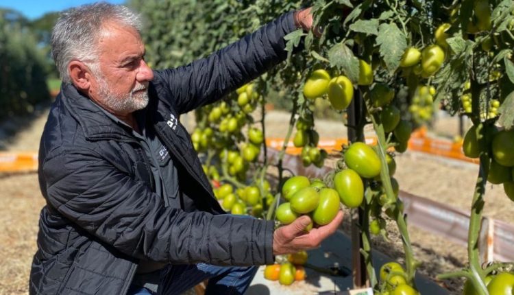 Como Aliomar criou a Basf e se tornou um gigante na produção de tomates