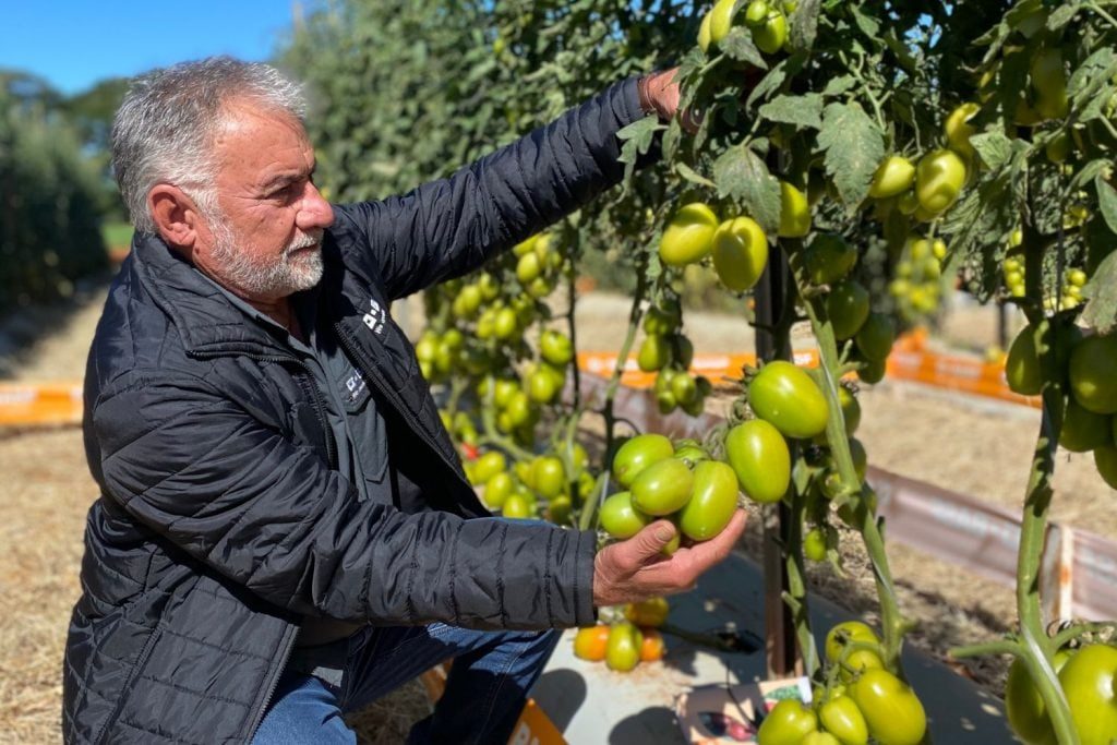 Como Aliomar criou a Basf e se tornou um gigante na produção de tomates