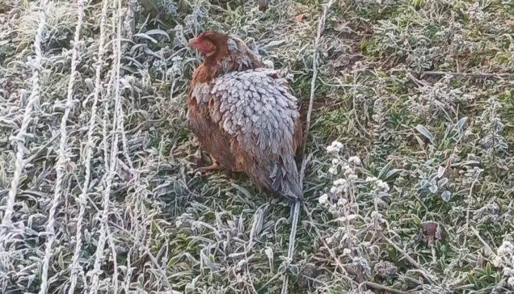 Galinha enfrenta frio intenso e tem penas congeladas ao aquecer os filhotes; veja imagem