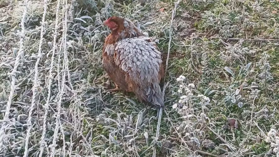 Galinha enfrenta frio intenso e tem penas congeladas ao aquecer os filhotes; veja imagem
