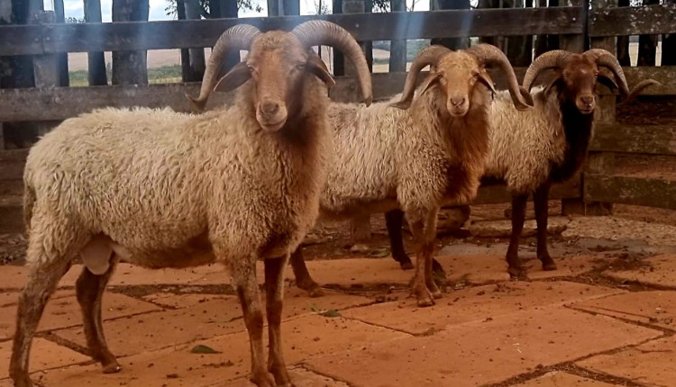 karakul