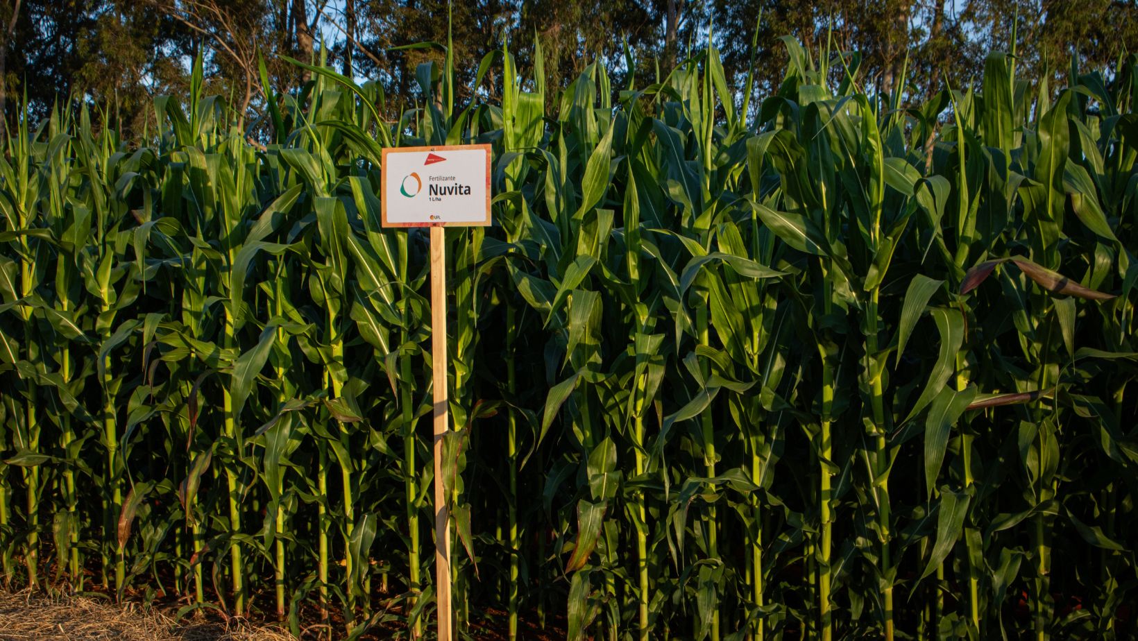 lavoura de milho com o produto biologico Nuvita da UPL