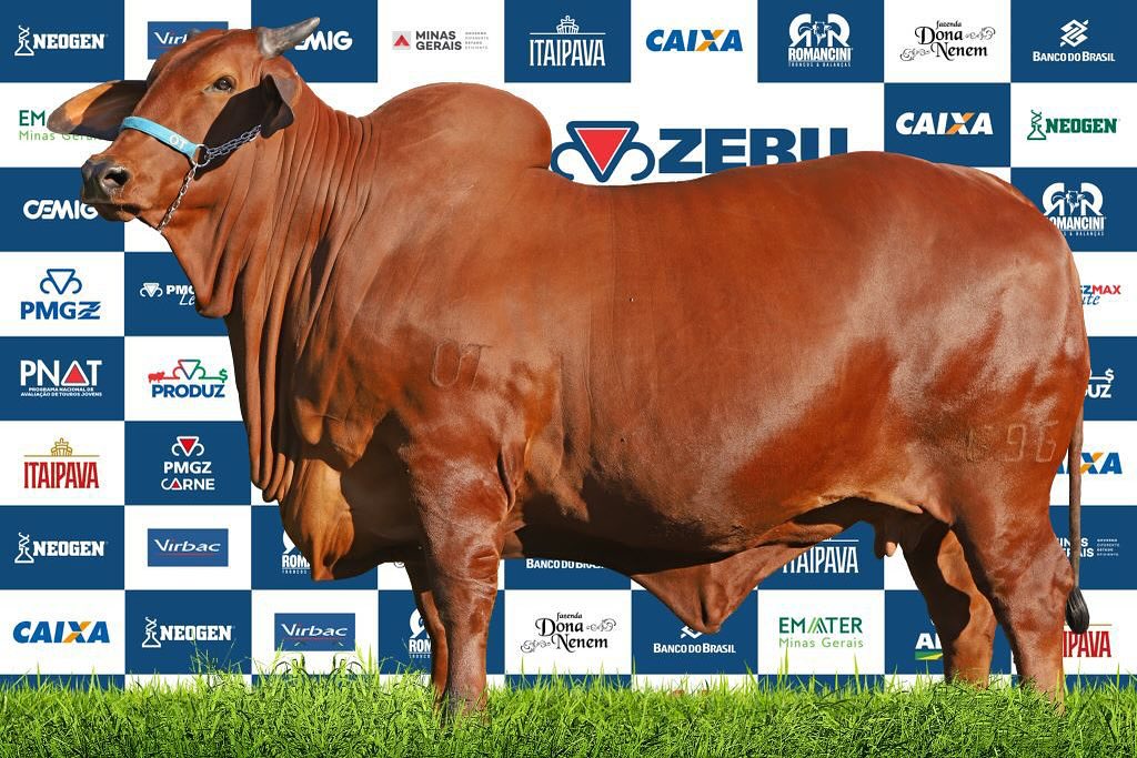 matriz da raca Sindi Ilina FIV OT - Celeste x Guerreiro