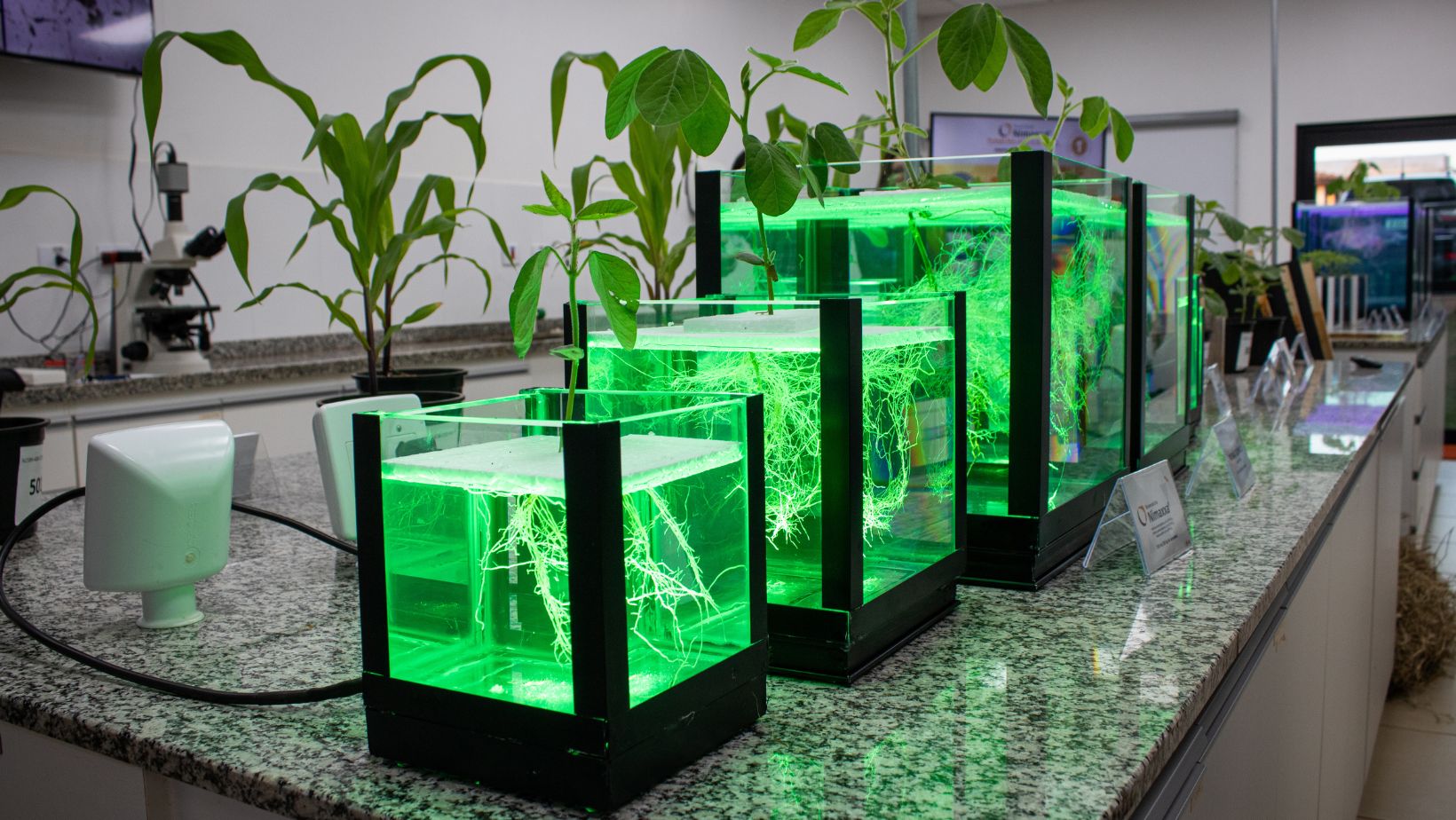 nimaxxa produto da UPL crescimento das raizes da soja - aquario de raizes