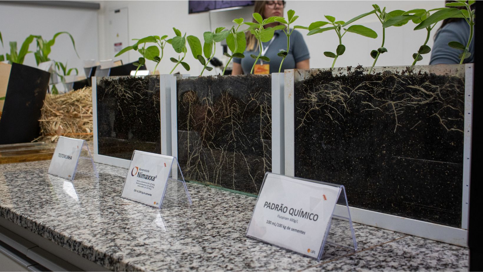 nimaxxa produto da UPL crescimento das raizes da soja